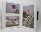 Hummingbirds. thumbnail