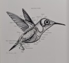 Hummingbirds. thumbnail