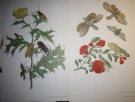 Maria Sibylla Merian: Metamorphosis Insectorum Surinamensium. thumbnail