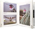 Hummingbirds. thumbnail