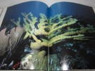 Jacques Cousteau: The Ocean World. thumbnail