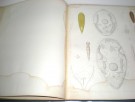 Olaf S. Jensen: Turbellarier ved norges vestkyst.  thumbnail