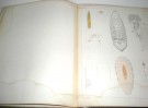 Olaf S. Jensen: Turbellarier ved norges vestkyst.  thumbnail