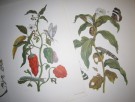 Maria Sibylla Merian: Metamorphosis Insectorum Surinamensium. thumbnail